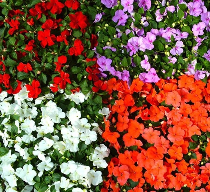 Impatiens - Impatiens from Hand Cart Garden Center