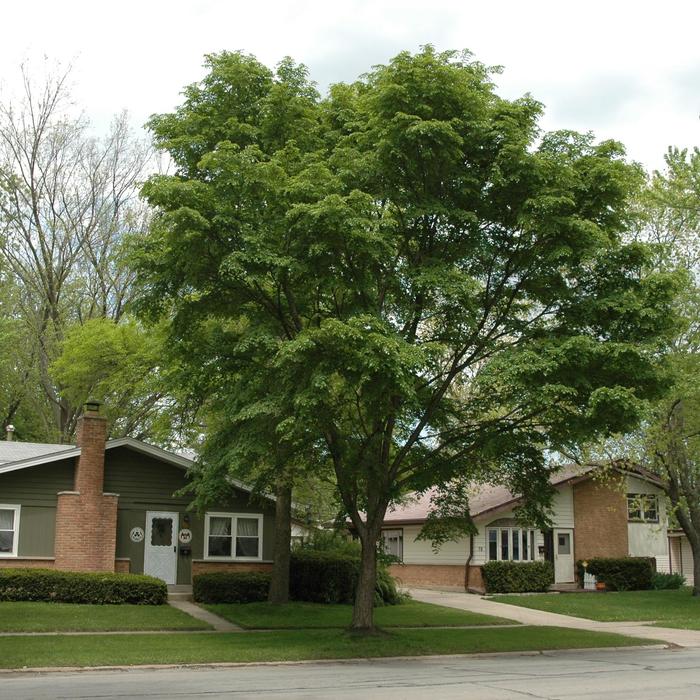 Elm - Ulmus from Hand Cart Garden Center