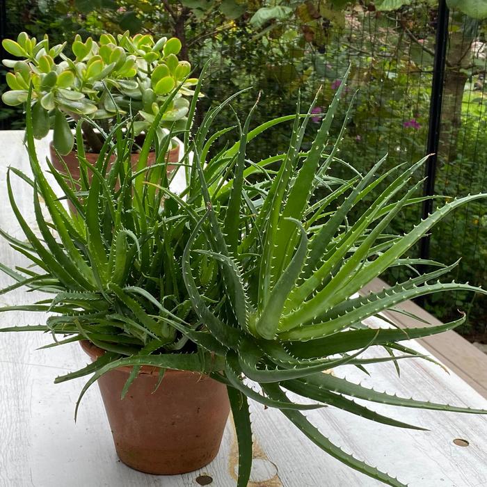 Spineless Hedgehog™ - Aloe x humilis from Hand Cart Garden Center