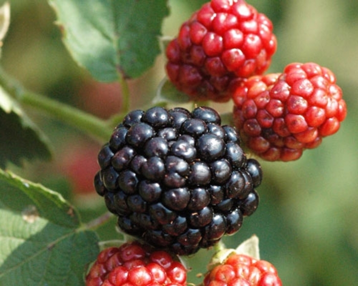 'Osage' Thornless Blackberry - Rubus from Hand Cart Garden Center