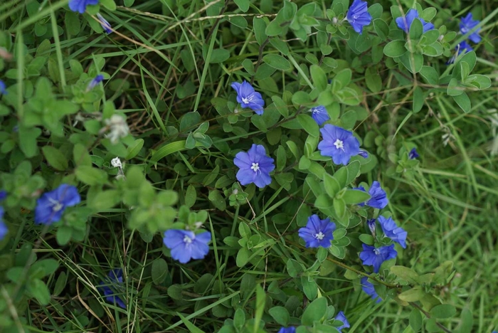 'Beach Bum' Dwarf Morning Glory - Evolvulus glomeratus from Hand Cart Garden Center