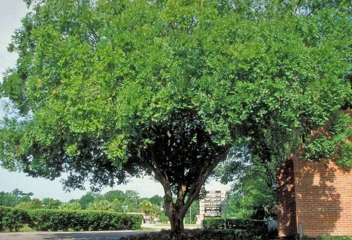 Drake Elm - Ulmus parvifolia from Hand Cart Garden Center