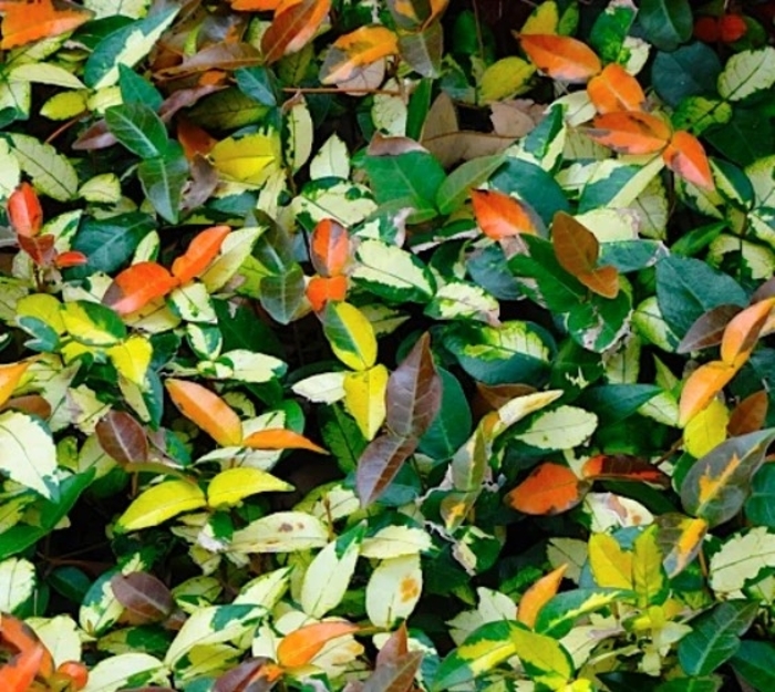 Summer Sunset Jasmine - Trachelospermum asiaticum from Hand Cart Garden Center