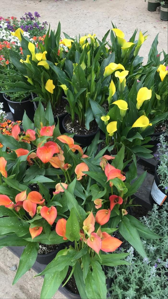 'Multiple Varieties' Calla Lily - Zantedeschia from Hand Cart Garden Center