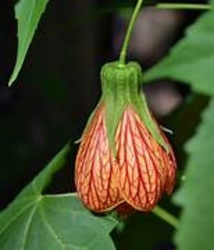 Red Vein Chinese Lantern - Abutilon from Hand Cart Garden Center