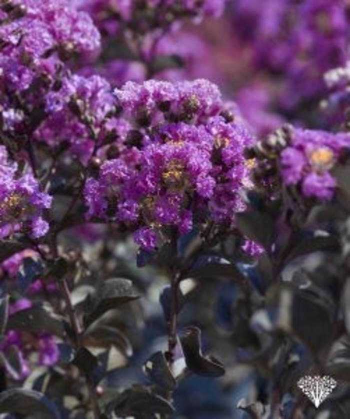 Black Diamond® 'Purely Purple™' - Lagerstroemia indica (Crapemyrtle) from Hand Cart Garden Center