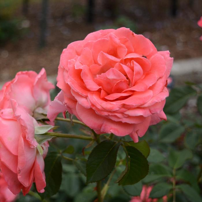 America™ Rose - Rosa from Hand Cart Garden Center