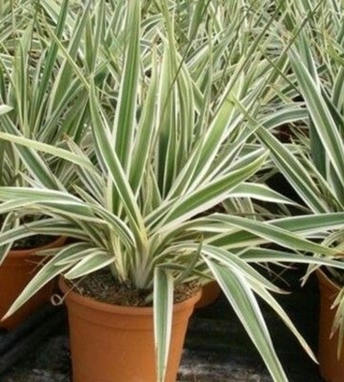 Dianella Flax Lily - Dianella caerulea from Hand Cart Garden Center