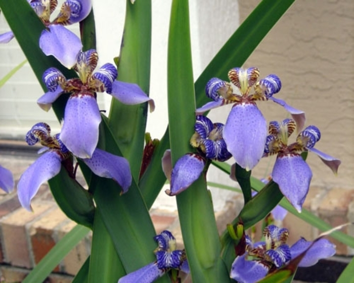 Blue Apostle's Iris - Neomarica gracilis from Hand Cart Garden Center