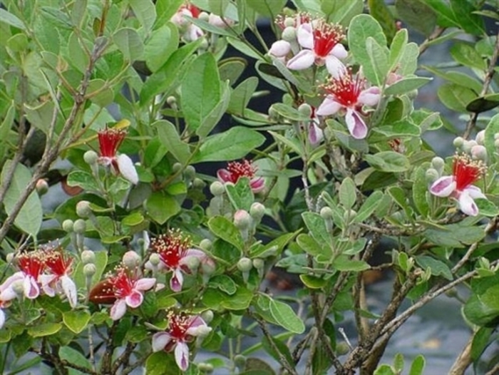 Pineapple Guava Feijoa - Feijoa sellowiana from Hand Cart Garden Center