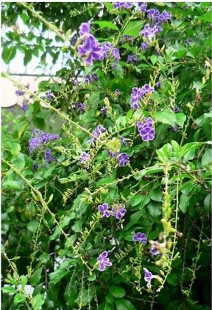 'Sapphire Showers' Picotee Skyflower - Duranta erecta from Hand Cart Garden Center