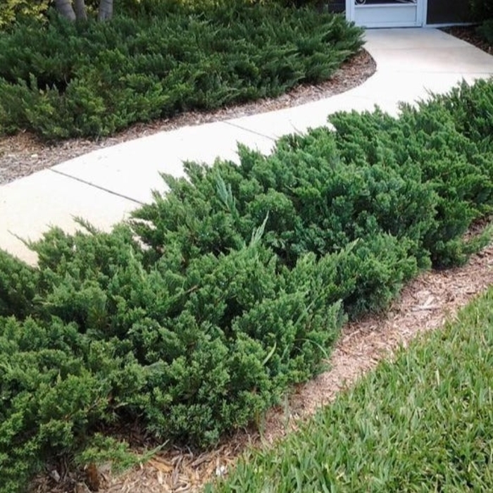 Parsonii Juniper - Juniperus chinensis from Hand Cart Garden Center