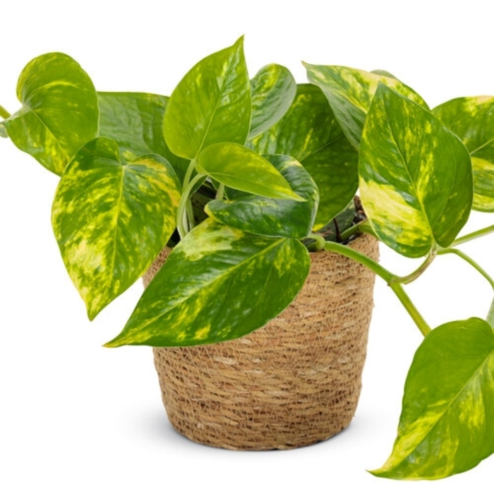 Assorted Pothos - Epipremnum aureum from Hand Cart Garden Center