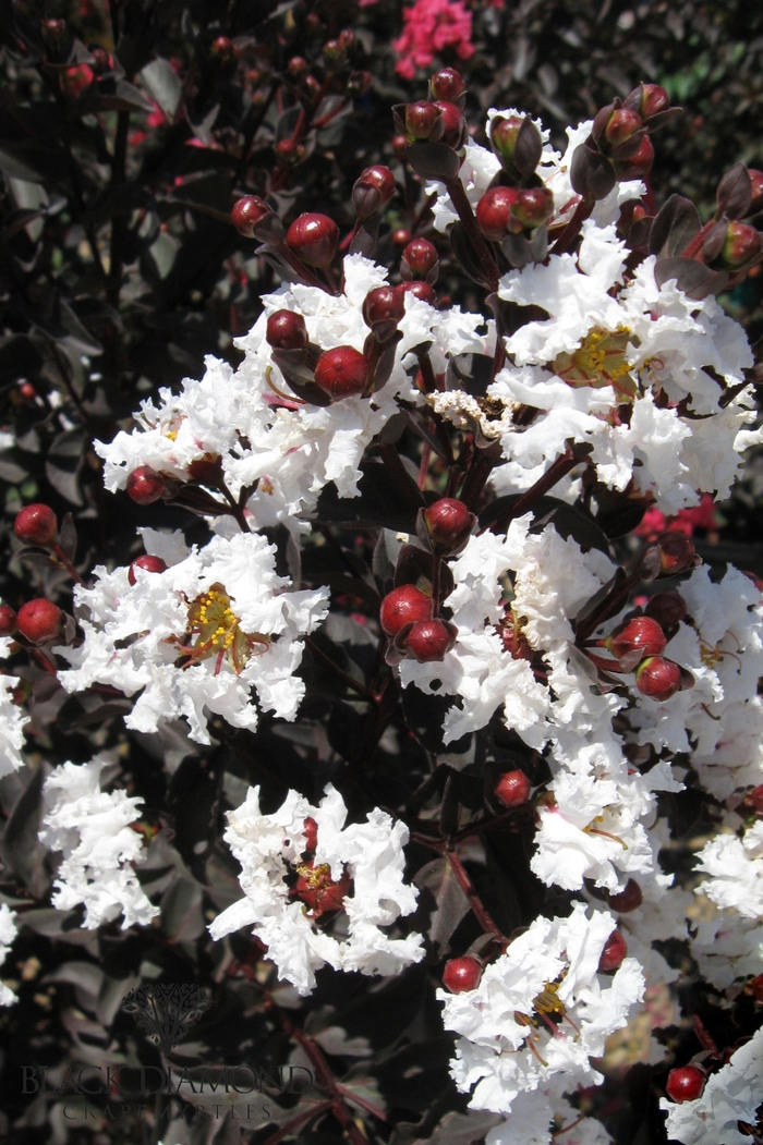 Black Diamond® 'Pure White™' - Lagerstroemia indica (Crapemyrtle) from Hand Cart Garden Center