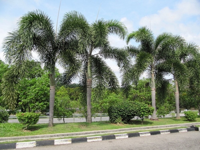 Foxtail Palm - Wodyetia bifurcata from Hand Cart Garden Center