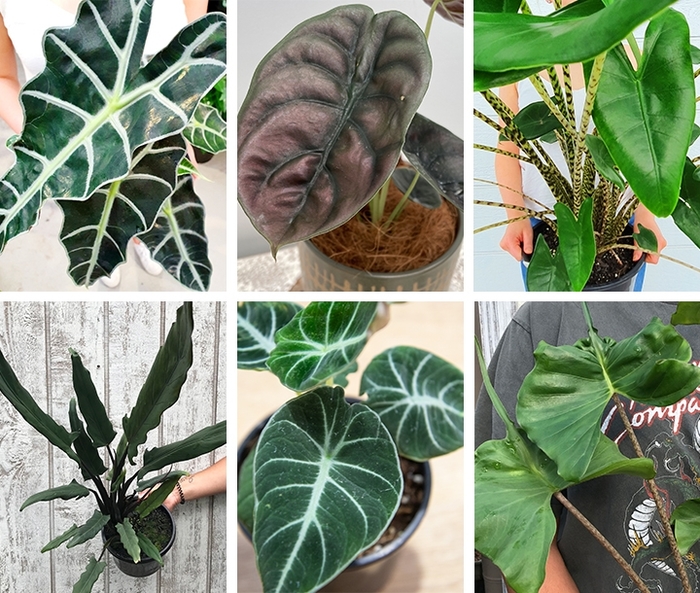 'Multiple Varieties' Elephant Ears - Alocasia from Hand Cart Garden Center