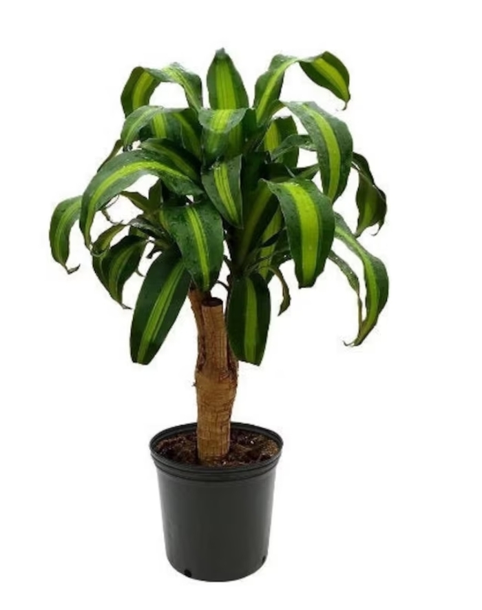 Corn Plant - Dracaena fragrans from Hand Cart Garden Center