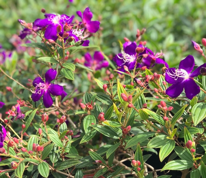 Dwarf Tibouchina - Tibouchina from Hand Cart Garden Center