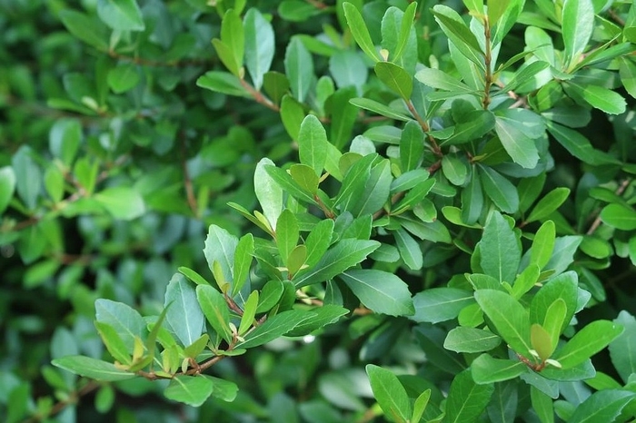 Viburnum obovatum | Schiller's Viburnum | Hand Cart Garden Center