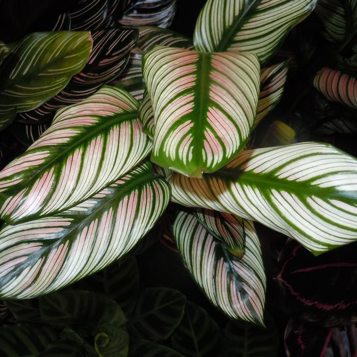 'White Star' Prayer Plant - Calathea majestica from Hand Cart Garden Center