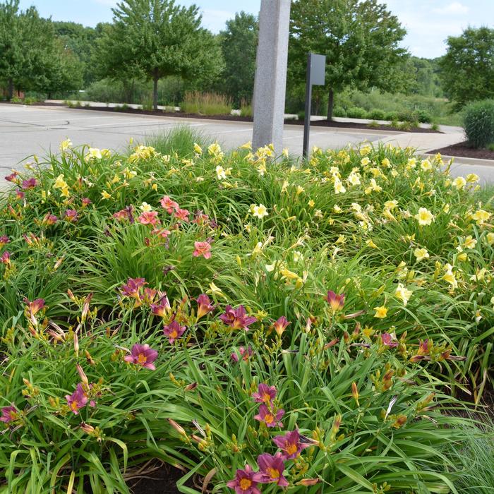 Assorted Daylily - Hemerocallis from Hand Cart Garden Center