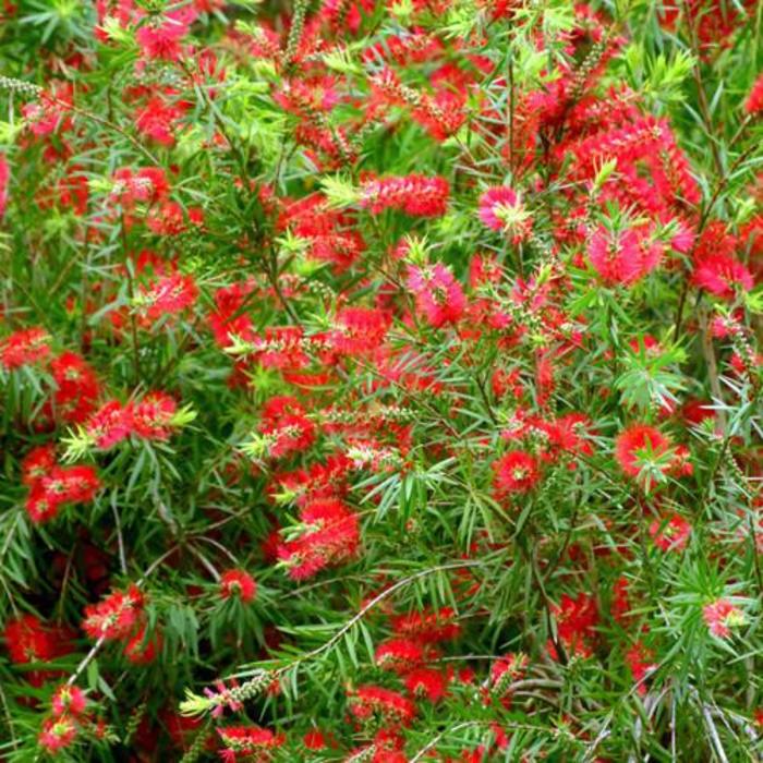 Red Cluster Bottlebrush - Callistemon rigidus from Hand Cart Garden Center