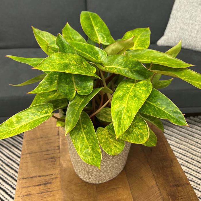 Prismacolor™ 'Painted Lady' - Philodendron erubescens from Hand Cart Garden Center