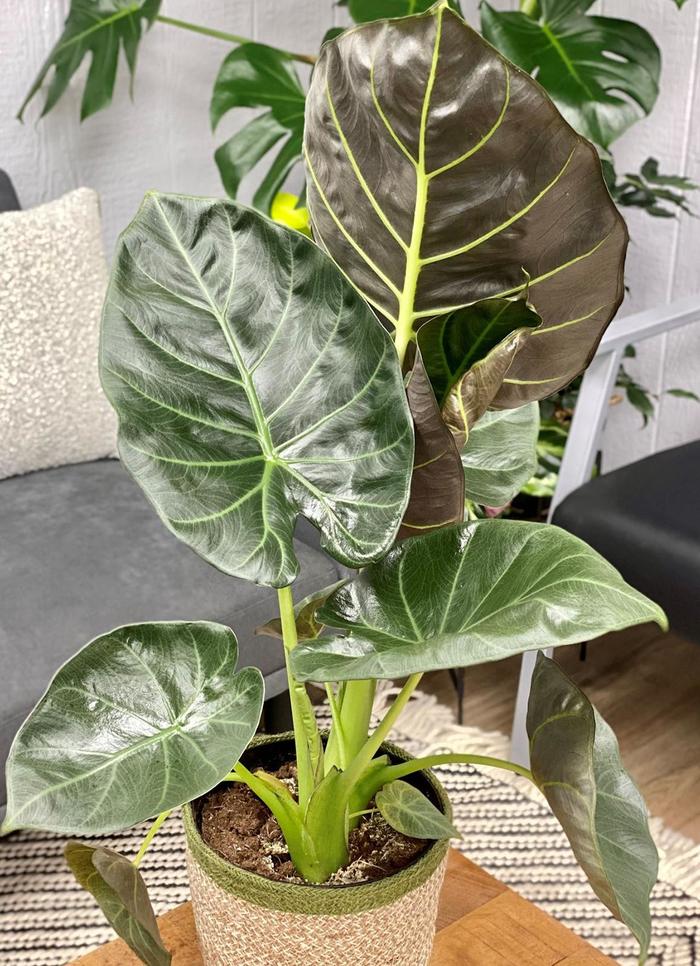 'Regal Shields' Elephant Ear - Alocasia from Hand Cart Garden Center