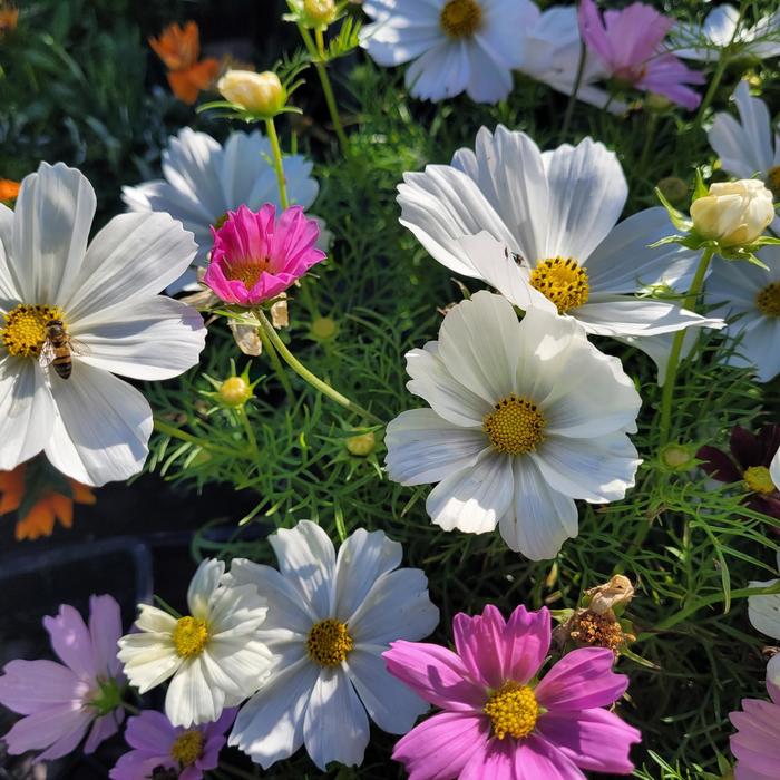 'Multiple Varieties' Cosmos - Cosmos bipinnatus from Hand Cart Garden Center