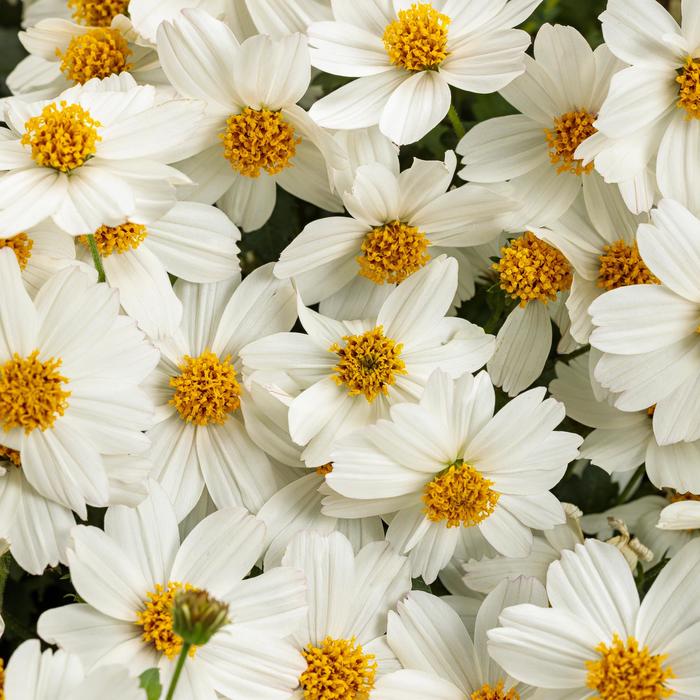 Campfire® Marshmallow™ - Bidens from Hand Cart Garden Center