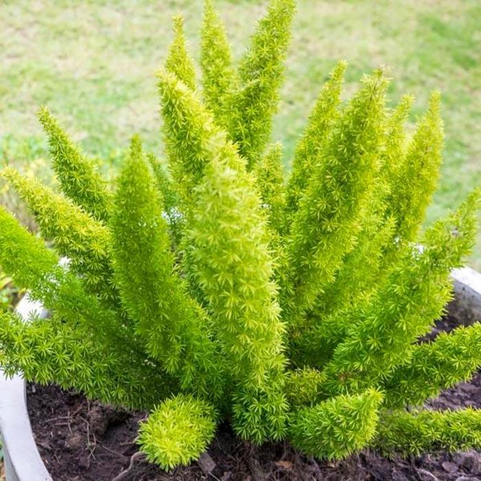 'Myerii' Foxtail Fern - Asparagus densiflorus from Hand Cart Garden Center