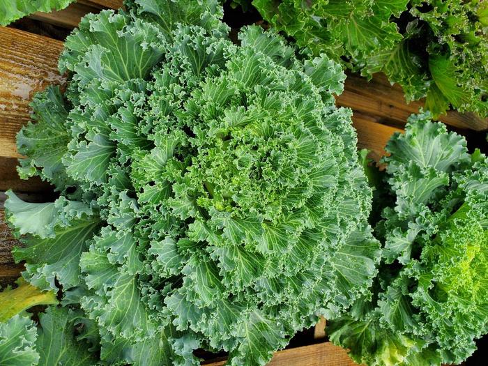 'Nagoya White' Kale - Brassica from Hand Cart Garden Center