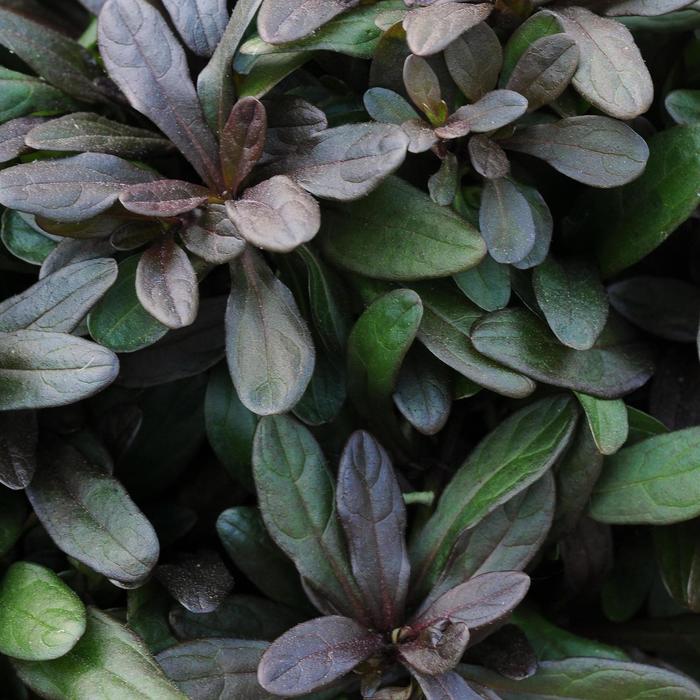 'Chocolate Chip' Ajuga - Ajuga reptans from Hand Cart Garden Center