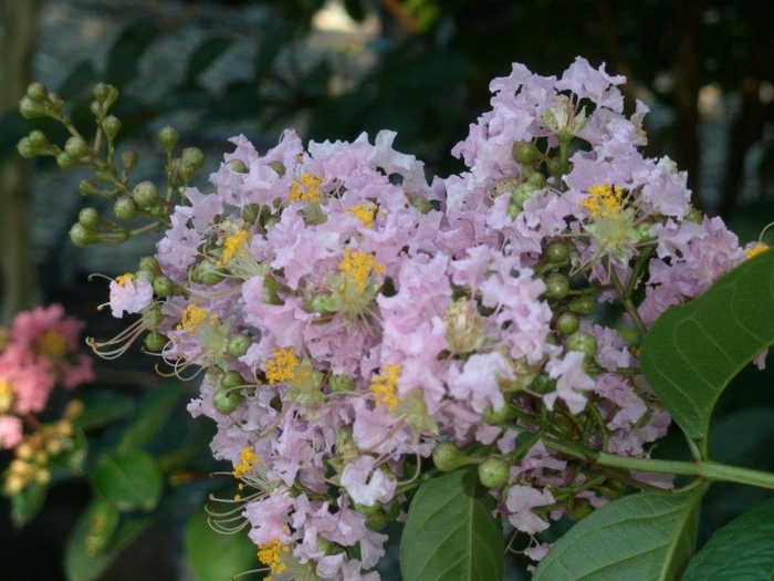 Crape Myrtle 'Muskogee' - Lagerstroemia from Hand Cart Garden Center