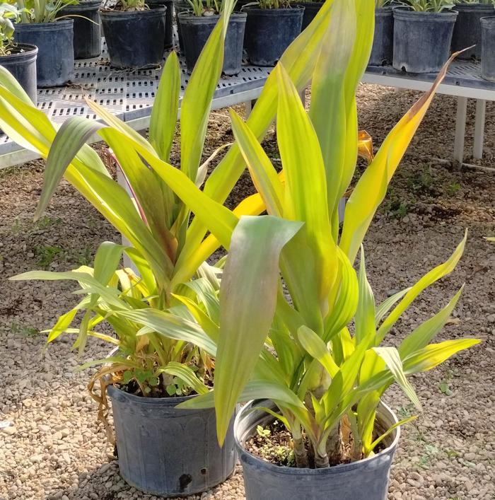 Crinum Lily - Crinum americanum from Hand Cart Garden Center