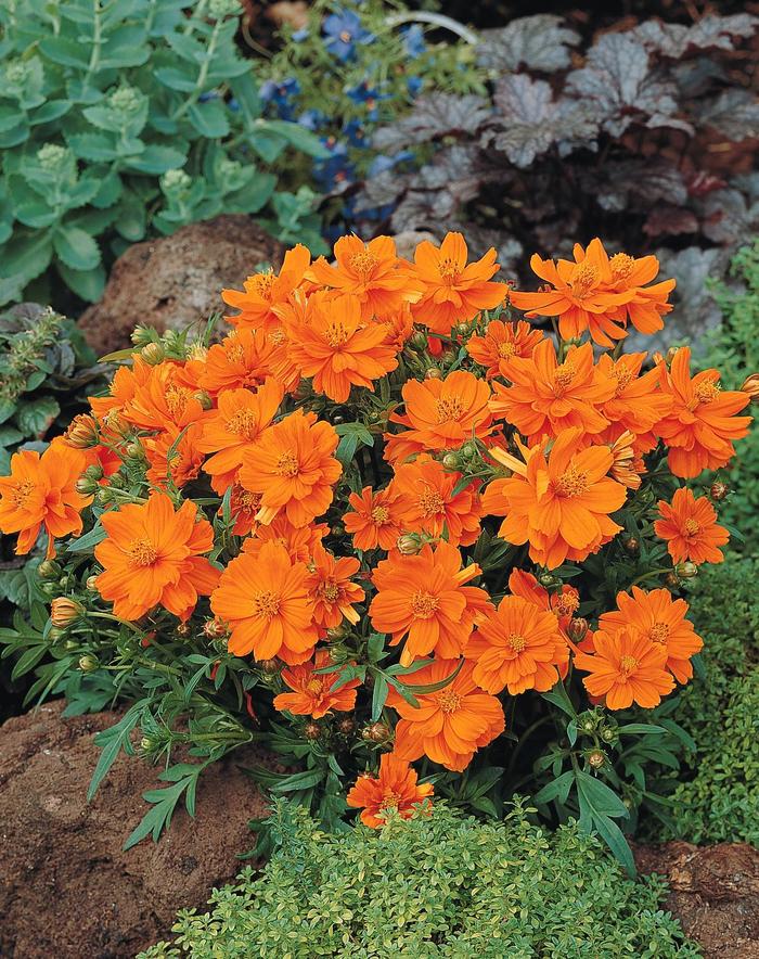 'Cosmic Orange' - Cosmos bipinnatus from Hand Cart Garden Center