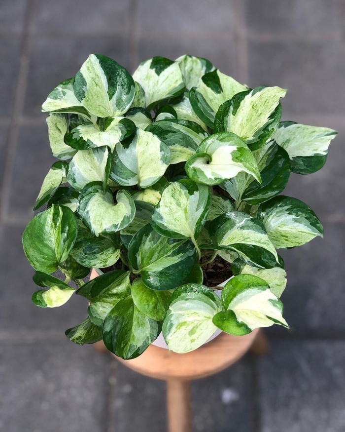 'Manjula' Pothos - Epipremnum aureum from Hand Cart Garden Center