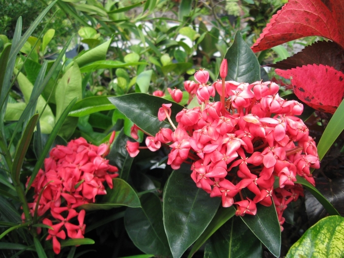 Ixora 'Nora Grant' - Ixora coccinia from Hand Cart Garden Center