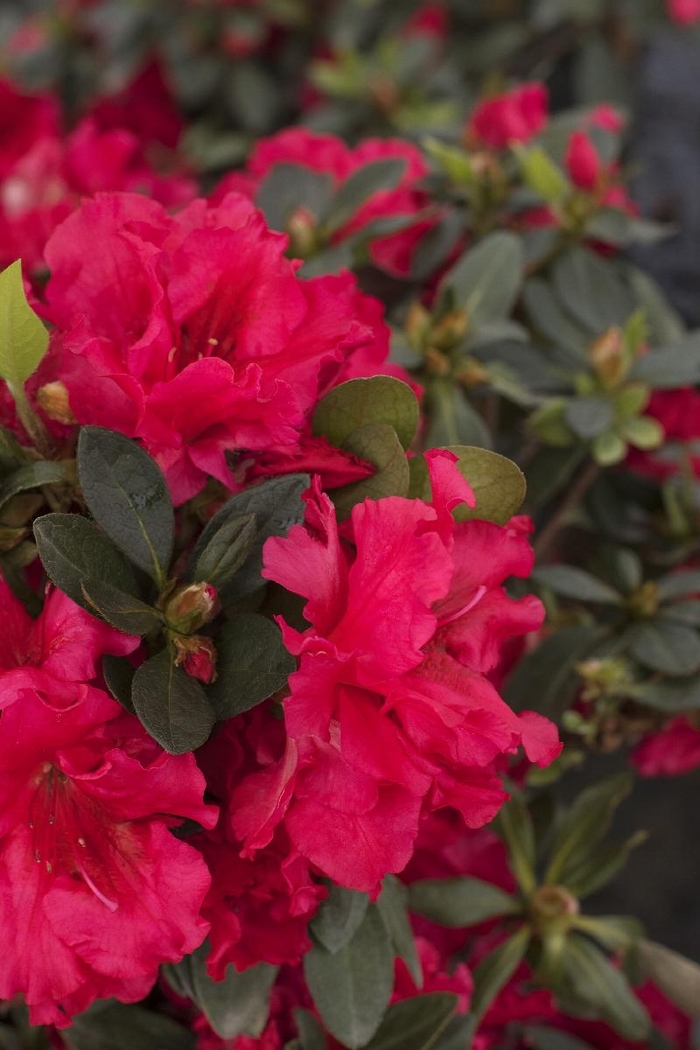 'Red Ruffles' Azalea - Rhododendron Rutherfordiana Hybrid from Hand Cart Garden Center