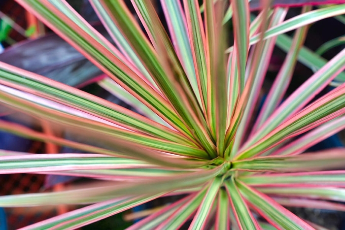 'Tricolor' Dragon Tree - Dracaena marginata from Hand Cart Garden Center