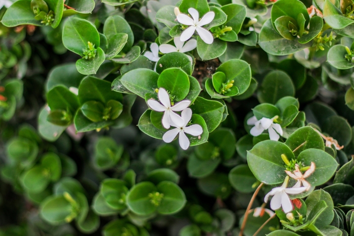 'Emerald Blanket' Carissa - Carissa macrocarpa from Hand Cart Garden Center