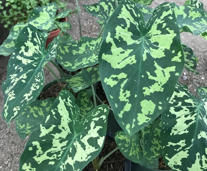 'Hilo Beauty' Elephant Ear - Alocasia from Hand Cart Garden Center