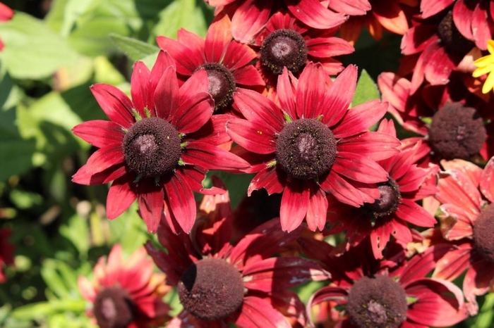 Assorted Black-Eyed Susan - Rudbeckia from Hand Cart Garden Center