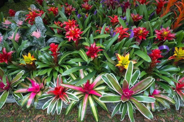 'Multiple Varieties' Bromeliad - Aechmea from Hand Cart Garden Center