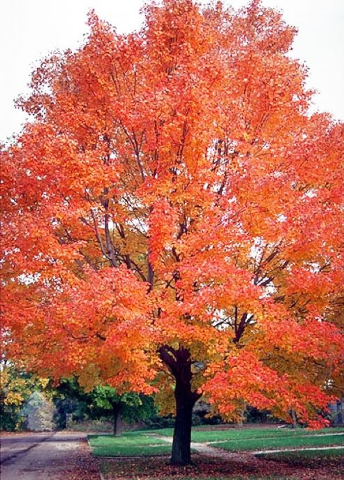 Red Maple - Acer rubrum from Hand Cart Garden Center