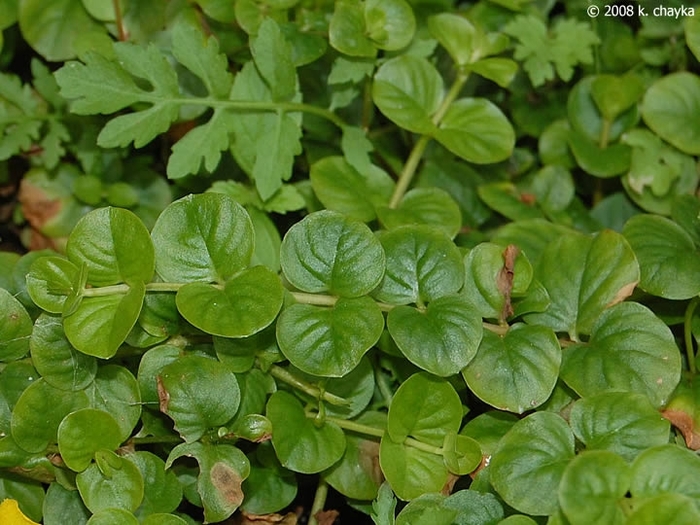 Creeping Jenny - Lysimachia nummularia from Hand Cart Garden Center