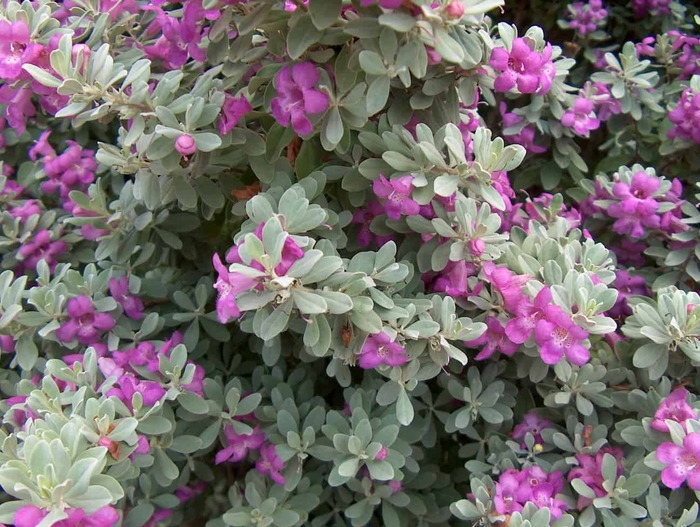 Texas Sage - Leucophyllum frutescens from Hand Cart Garden Center