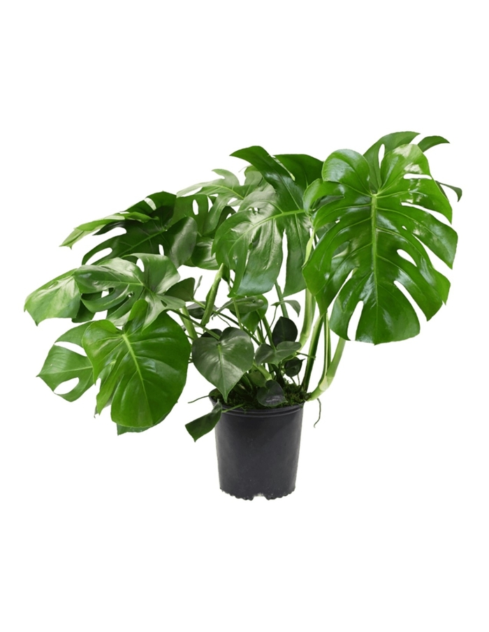 Philodendron Monstera Deliciosa - Monstera deliciosa from Hand Cart Garden Center