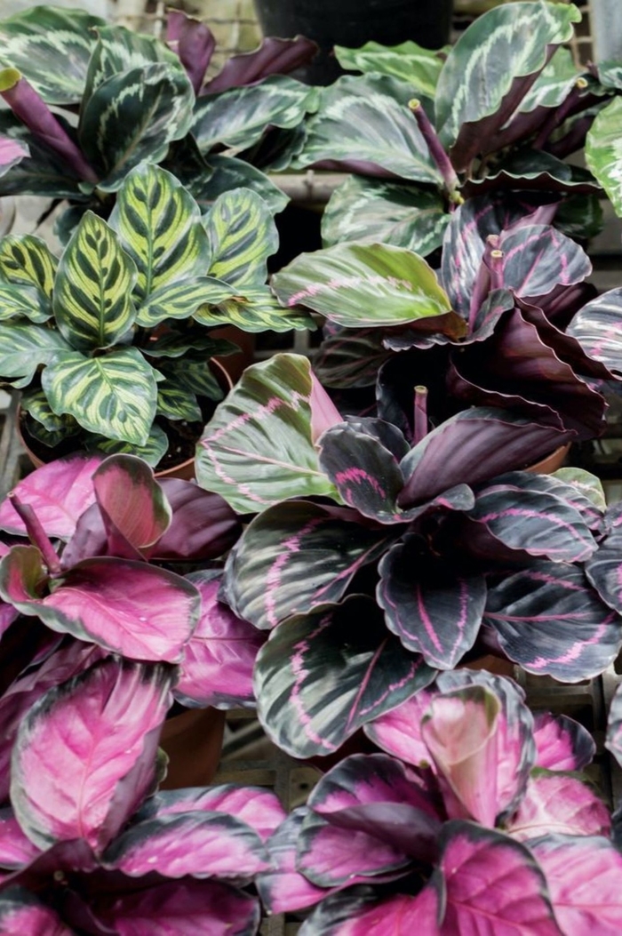 Prayer Plant - Calathea from Hand Cart Garden Center