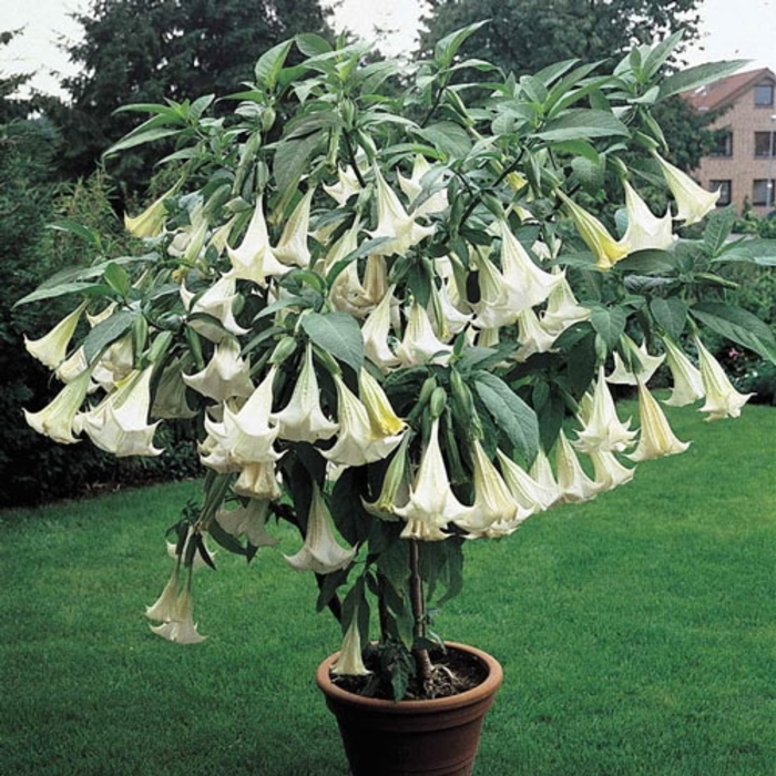 Angel's Trumpet - Brugmansia from Hand Cart Garden Center